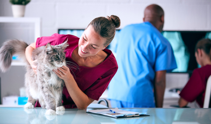 macka veterinara 800px | Raiffeisen banka