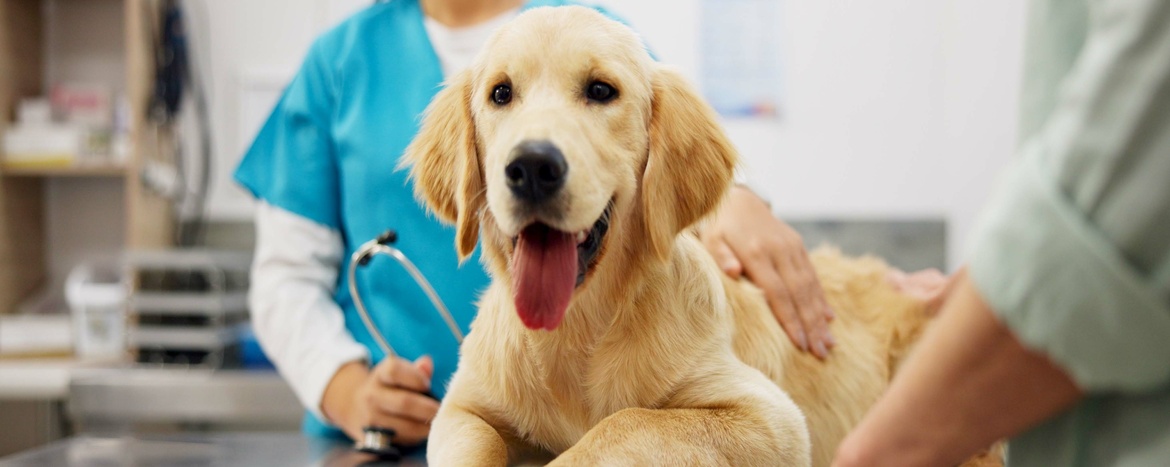 Nečakané výdavky za veterinára: Kedy môže pomôcť pôžička?